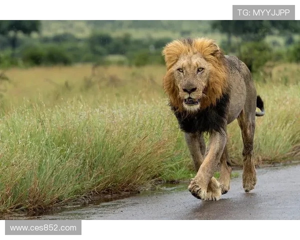 非洲雄狮崛起背后的故事与挑战探秘以及生态保护的迫切呼声 - 副本 (2) - 副本 - 副本